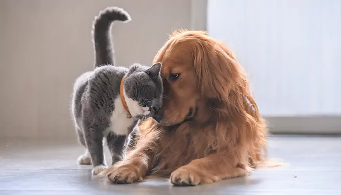 Cat's best friend: Dog breeds that get along good with cats